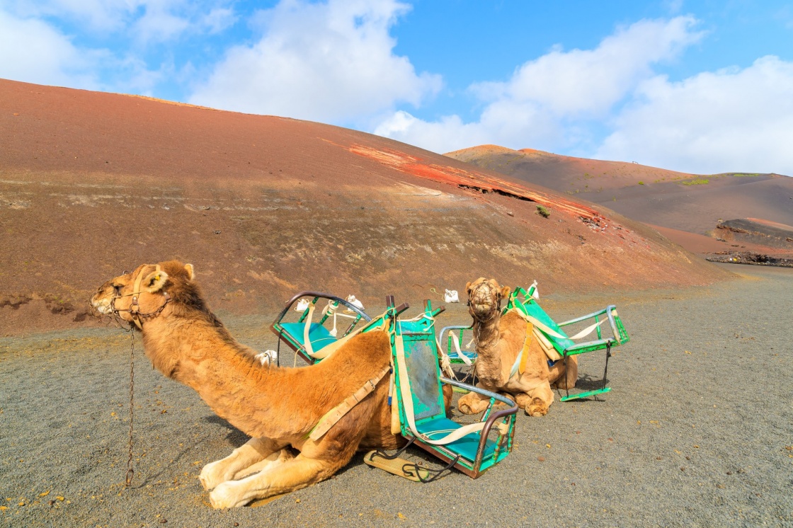 Camels in Timanfaya National Park waiting for tourists, Lanzarote, Canary Islands, Spain